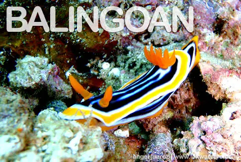 Diving in Balingoan