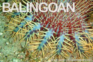 Crown of Thorns in Sipaka Point