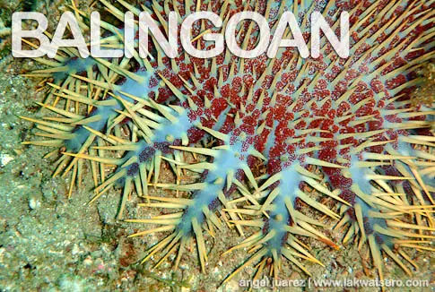 Diving in Balingoan Diving in Balingoan