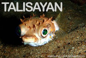 Diving in Balingoan