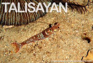 Diving in Balingoan