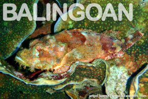 Diving in Balingoan