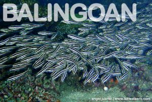 Diving in Balingoan