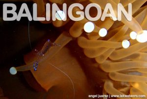 Diving in Balingoan