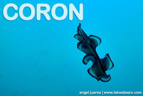 Diving Coron