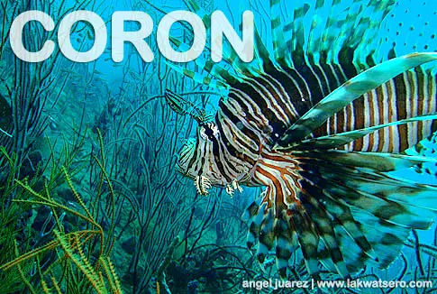 Diving Coron