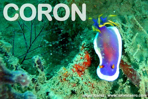 Diving Coron Diving Coron