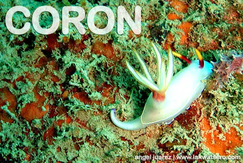 Diving Coron Diving Coron