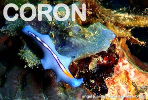 Diving Coron