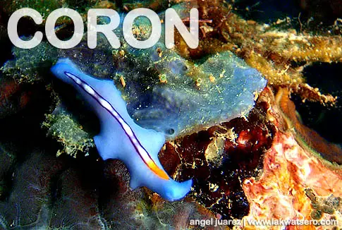 Diving Coron Diving Coron