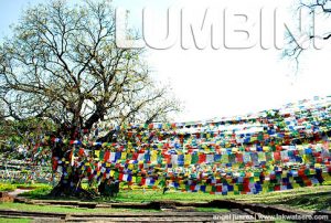 Lumbini