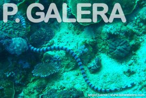 Puerto Galera