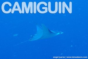Diving in Camiguin