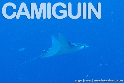 Diving in Camiguin Diving in Camiguin