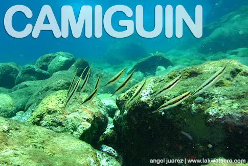 Diving in Camiguin Diving in Camiguin