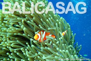 Balicasag