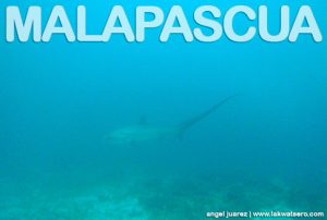 Malapascua