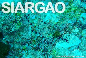 Siargao