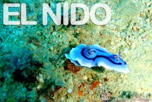 Diving in El Nido