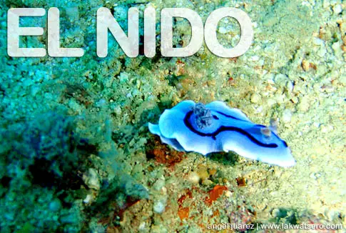 Diving in El Nido