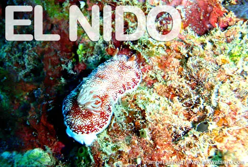 Diving in El Nido
