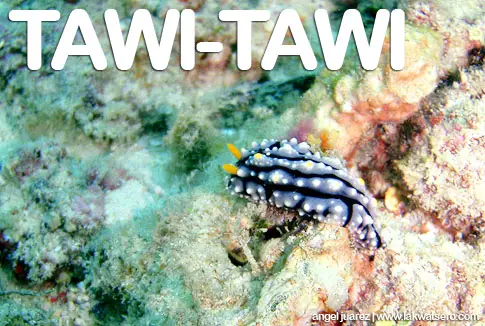 Tawi-Tawi