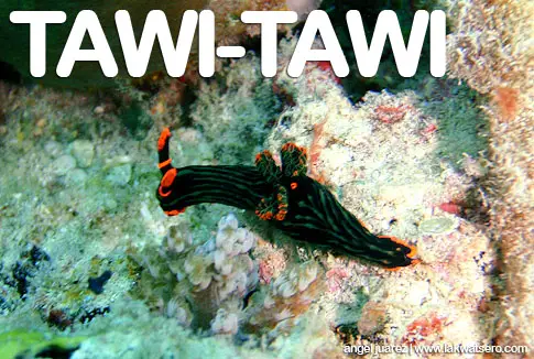 Tawi-Tawi