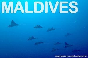 Maldives