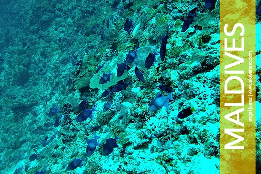Maldives