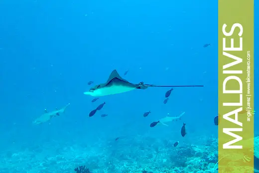 Scuba Diving in Maldives