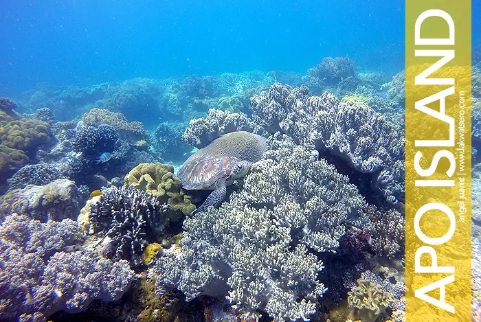 Apo Island