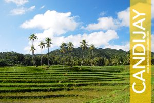 Cadapdapan Rice Terraces