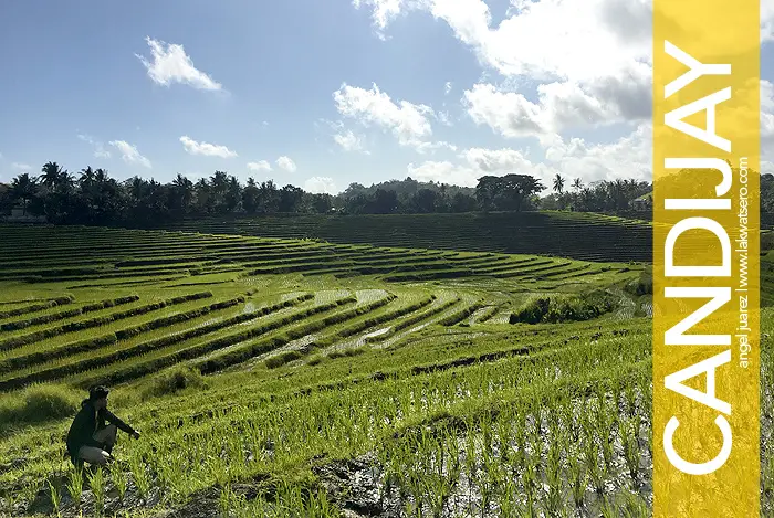 Cadapdapan Rice Terraces