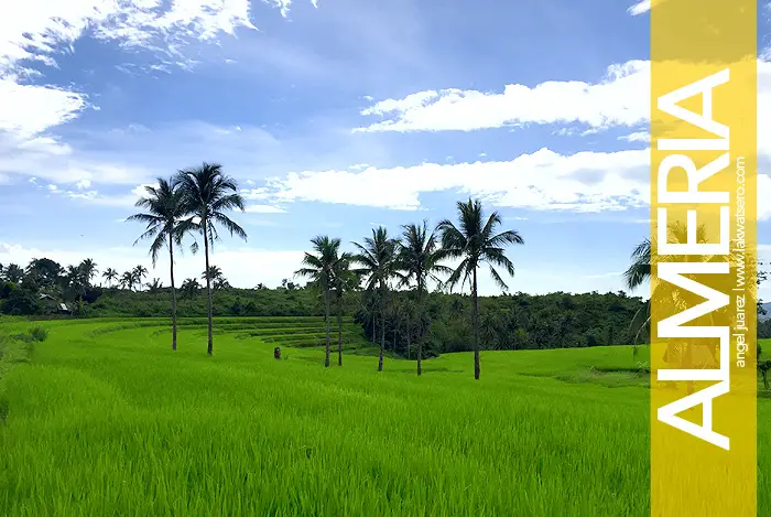 Biliran Rice Terraces