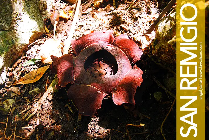 Rafflesia in San Remigio