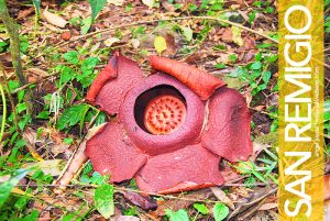 Rafflesia in San Remigio