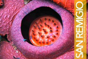 Rafflesia in San Remigio