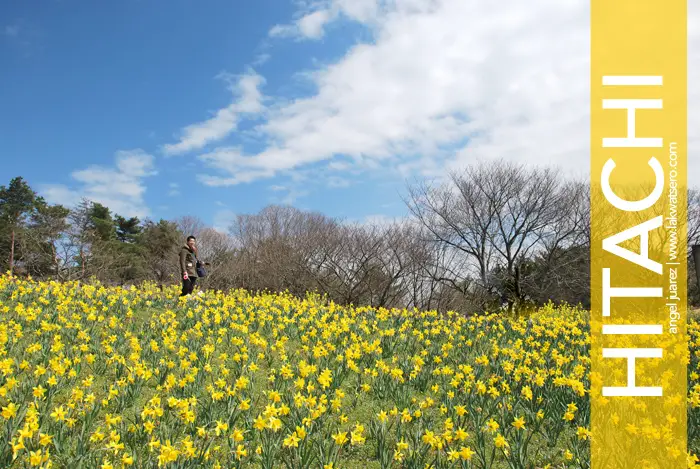 Hitachi Seaside Park