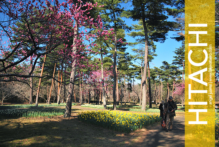 Hitachi Seaside Park