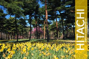 Hitachi Seaside Park