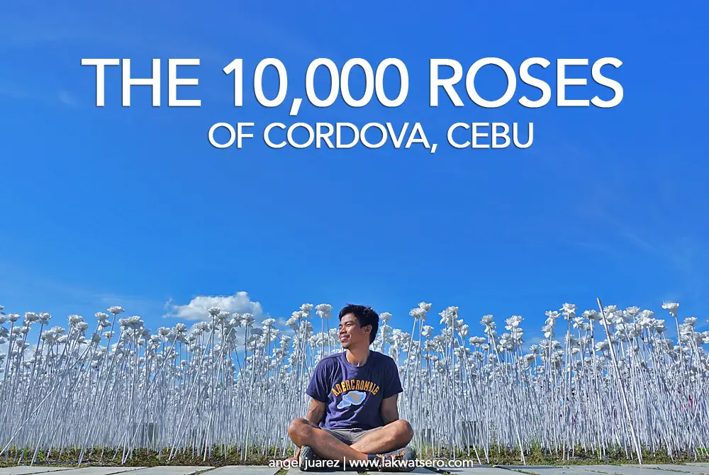 10000 Roses Cafe
