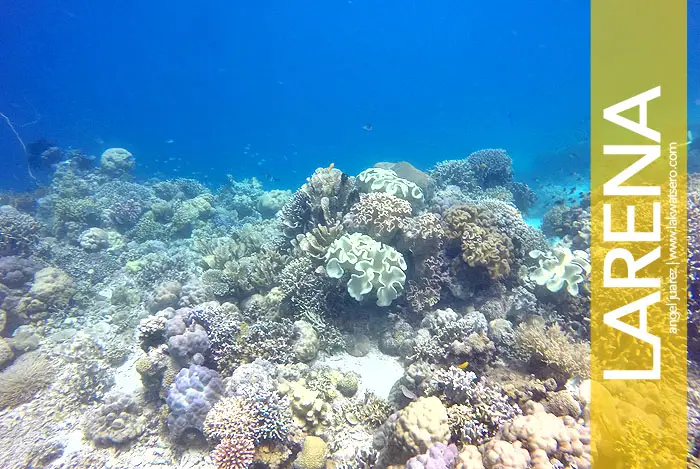 Scuba Diving in Siquijor