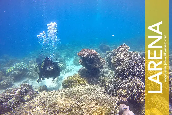 Scuba Diving in Siquijor