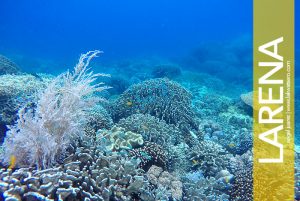 Scuba Diving in Siquijor