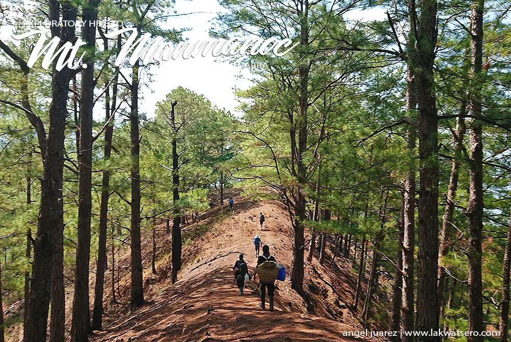 Tapgen Pine Forest