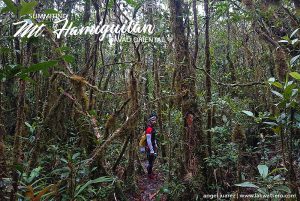 Mount Hamiguitan