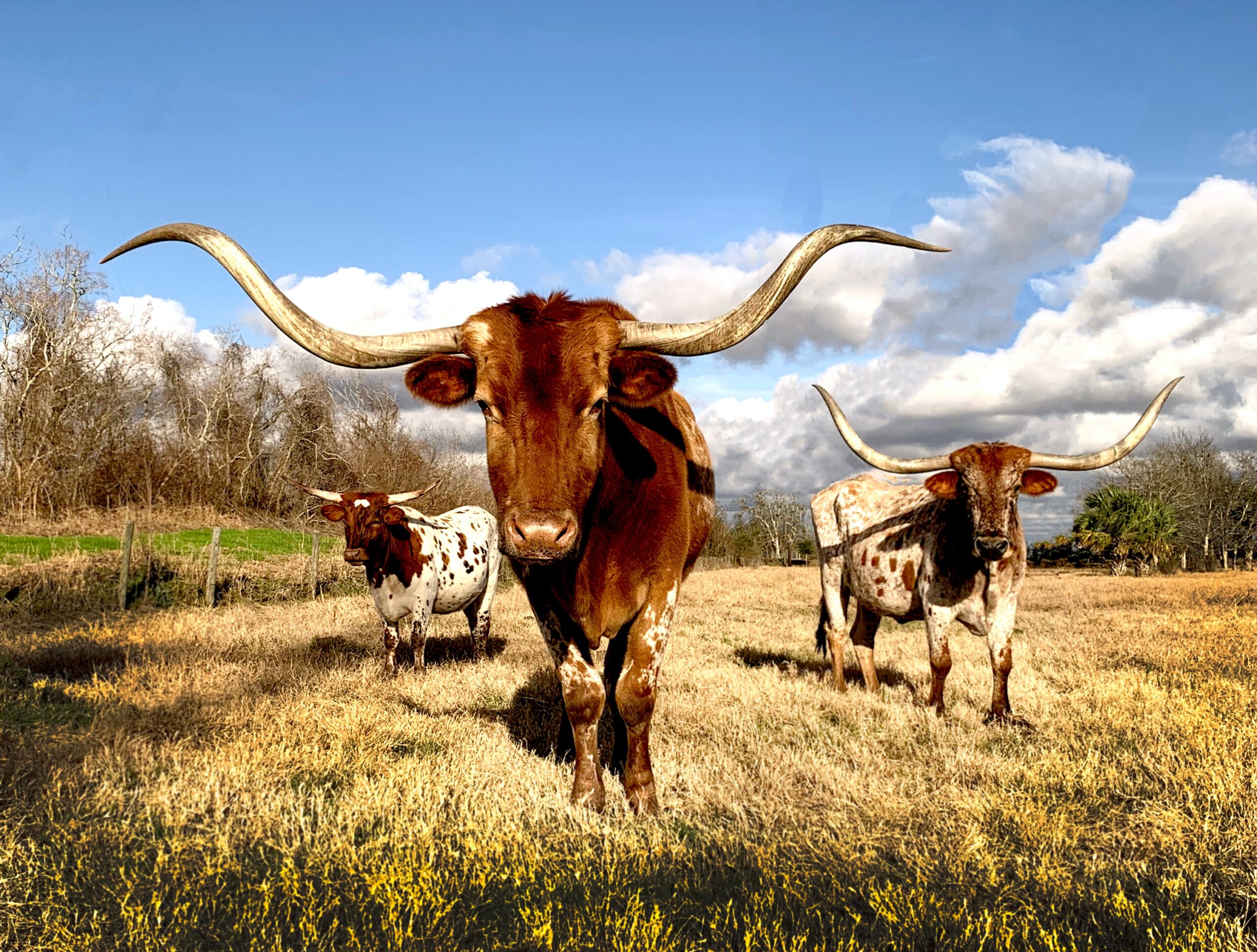 Ranches for Sale in Texas